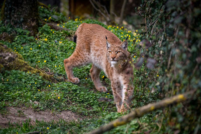 Cat in a forest