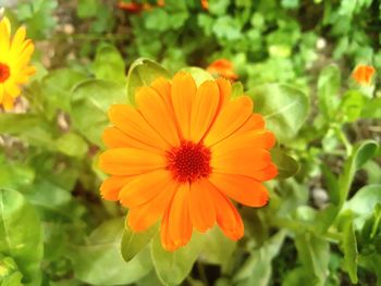 Close-up of orange flower