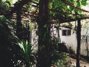 Plants growing on tree trunk