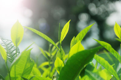 Close-up of fresh green leaves