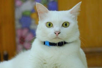 Close-up portrait of white cat