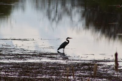 View of a bird in lake