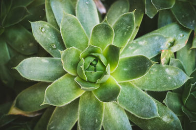 Full frame shot of succulent plant