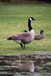 Close-up of birds by water