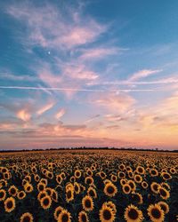 Scenic view of field against sky during sunset