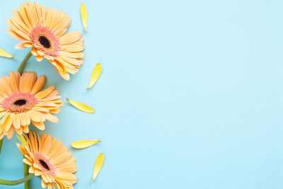 Pastel orange gerbera daisy flowers on light blue background, top view with copy space