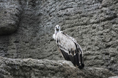 Close-up of owl perching on rock