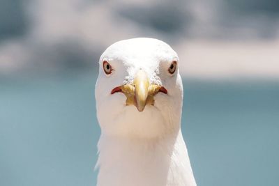 Close-up of seagull