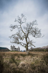 Tree on field against sky