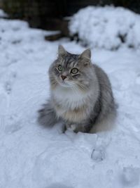 Close-up of cat on snow