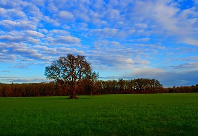 Trees on field against sky