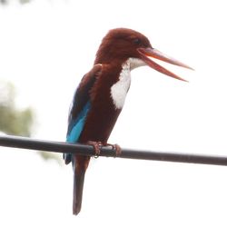 Close-up of bird perching on railing