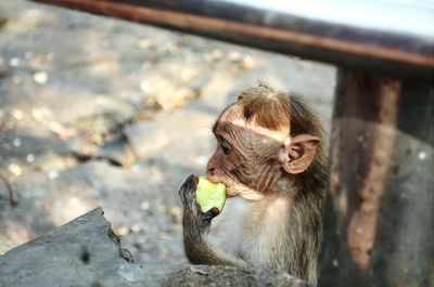 Close-up side view of a young monkey eating fruit