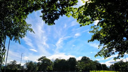 Low angle view of trees against sky