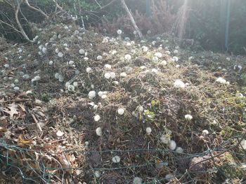 High angle view of flowering plant on field