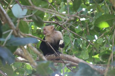 Monkey sitting on tree branch