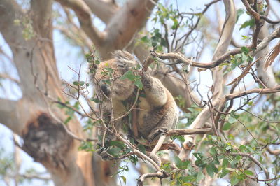 Low angle view of a tree