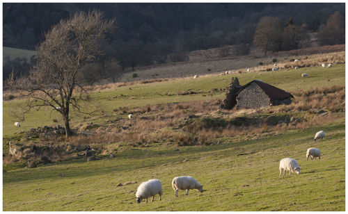 Sheep grazing in a field