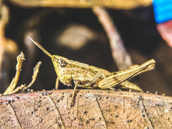 Close-up of insect on rock