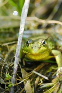 Close-up of frog in water