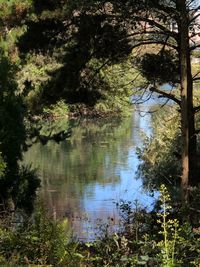 Scenic view of lake in forest