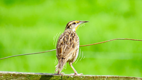 Close-up of bird perching on cable