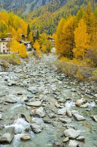 River flowing through rocks in forest during autumn