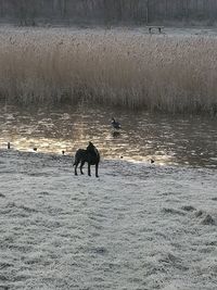 Ducks on lake