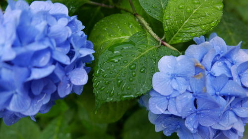 Close-up of wet purple flowering plant during rainy season