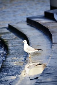 Close-up of wooden plank