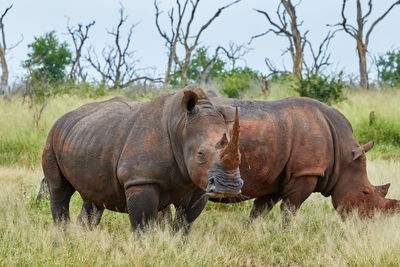 Two white rhinoceros in the grass