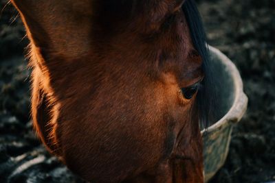 Close-up of horse