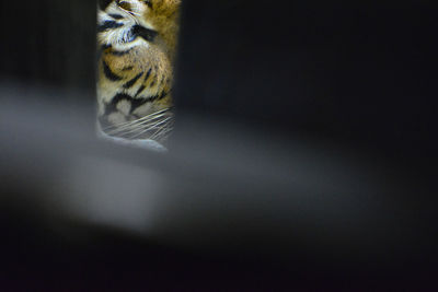 Close-up of cat against black background