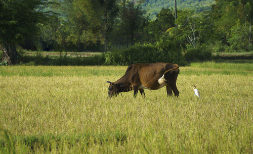 Horse grazing in a field