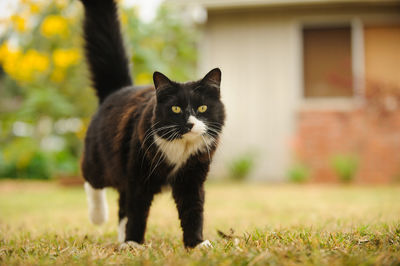 Close-up portrait of cat on grass