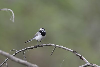 Close-up of bird perching on branch