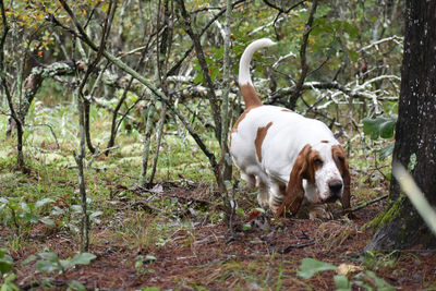 White dog looking away on field