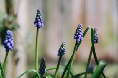 Close-up of purple flowering plants