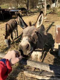 Human hand feeding outdoors