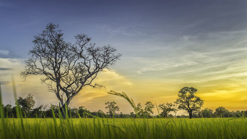 Scenic view of field against sky during sunset