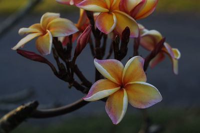 Close-up of yellow flowering plant