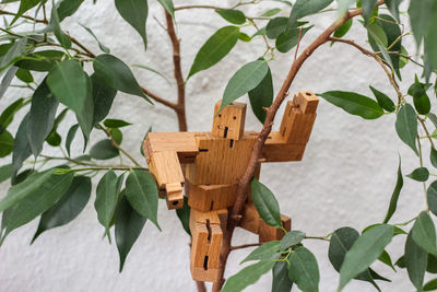 High angle view of plant hanging on wood