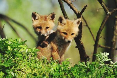 A group of young animals frolicking in the forest