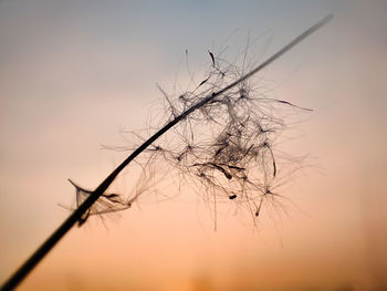 Low angle view of bare tree against sky during sunset