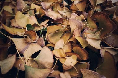 Full frame shot of leaves