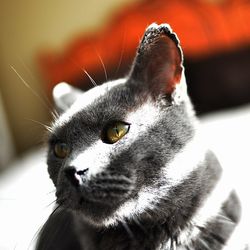 Close-up portrait of cat