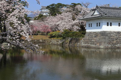 Cherry tree by lake and building against sky