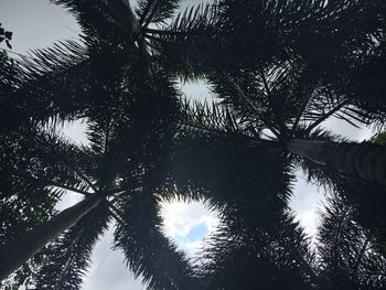 Low angle view of trees against sky