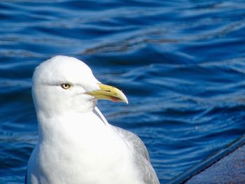 Close-up of seagull against blue sky