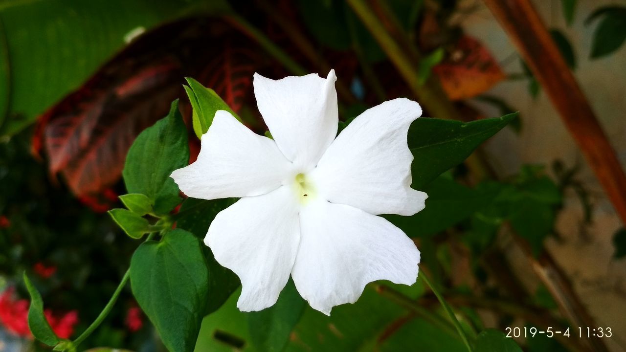 CLOSE-UP OF WHITE ROSE PLANT